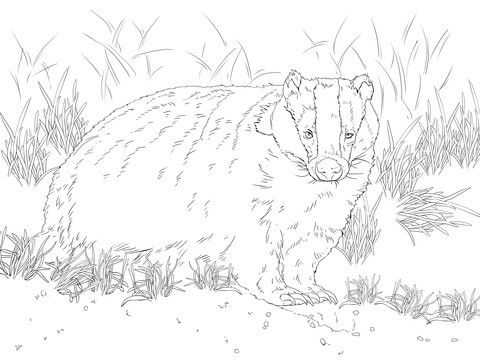 European Badger Coloring Page